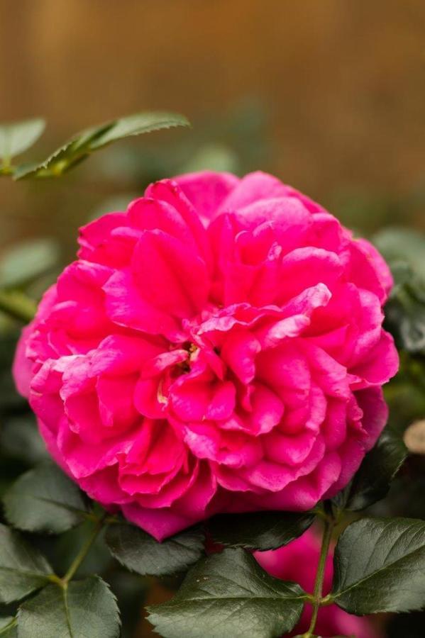 La Casa Nostra Villa Rose Garden Bella Хиллкрест Экстерьер фото